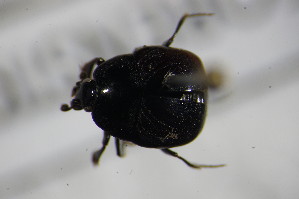  ( - BCFORENSIK_0304)  @12 [ ] CreativeCommons - Attribution Non-Commercial Share-Alike (2015) SNSB, Zoologische Staatssammlung Muenchen SNSB, Zoologische Staatssammlung Muenchen