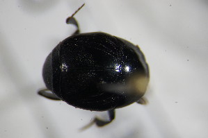  ( - BCFORENSIK_0305)  @12 [ ] CreativeCommons - Attribution Non-Commercial Share-Alike (2015) SNSB, Zoologische Staatssammlung Muenchen SNSB, Zoologische Staatssammlung Muenchen