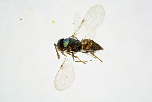  ( - BC-ZSM-HYM-20720-H08)  @12 [ ] CreativeCommons - Attribution Non-Commercial Share-Alike (2015) SNSB, Zoologische Staatssammlung Muenchen SNSB, Zoologische Staatssammlung Muenchen