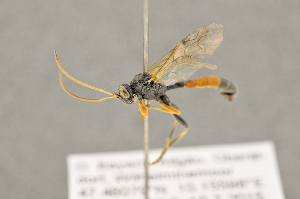  ( - BC-ZSM-HYM-22281-A10)  @13 [ ] CreativeCommons - Attribution Non-Commercial Share-Alike (2016) SNSB, Staatliche Naturwissenschaftliche Sammlungen Bayerns ZSM (SNSB, Zoologische Staatssammlung Muenchen)