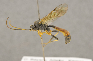  ( - BC-ZSM-HYM-22281-B03)  @13 [ ] CreativeCommons - Attribution Non-Commercial Share-Alike (2016) SNSB, Staatliche Naturwissenschaftliche Sammlungen Bayerns ZSM (SNSB, Zoologische Staatssammlung Muenchen)