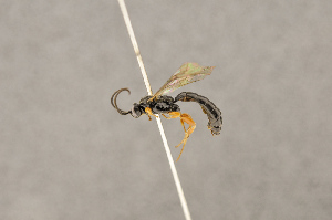  ( - BC-ZSM-HYM-22281-F10)  @12 [ ] CreativeCommons - Attribution Non-Commercial Share-Alike (2016) SNSB, Staatliche Naturwissenschaftliche Sammlungen Bayerns ZSM (SNSB, Zoologische Staatssammlung Muenchen)