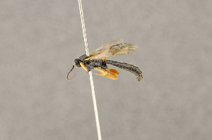  ( - BC-ZSM-HYM-22281-G01)  @12 [ ] CreativeCommons - Attribution Non-Commercial Share-Alike (2016) SNSB, Staatliche Naturwissenschaftliche Sammlungen Bayerns ZSM (SNSB, Zoologische Staatssammlung Muenchen)