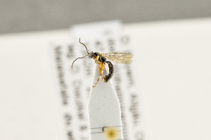 ( - BC-ZSM-HYM-22281-G02)  @11 [ ] CreativeCommons - Attribution Non-Commercial Share-Alike (2016) SNSB, Staatliche Naturwissenschaftliche Sammlungen Bayerns ZSM (SNSB, Zoologische Staatssammlung Muenchen)
