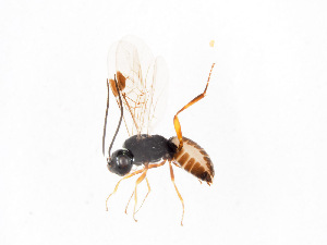  ( - BC-ZSM-HYM-22526-B05)  @12 [ ] CreativeCommons - Attribution Non-Commercial Share-Alike (2014) Stefan Schmidt SNSB, Zoologische Staatssammlung Muenchen