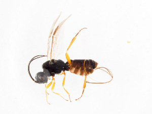  ( - BC-ZSM-HYM-22526-B06)  @12 [ ] CreativeCommons - Attribution Non-Commercial Share-Alike (2014) Stefan Schmidt SNSB, Zoologische Staatssammlung Muenchen