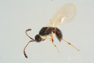  ( - BC-ZSM-HYM-25298-B06)  @13 [ ] CreativeCommons - Attribution Non-Commercial Share-Alike (2016) SNSB, Staatliche Naturwissenschaftliche Sammlungen Bayerns ZSM (SNSB, Zoologische Staatssammlung Muenchen)