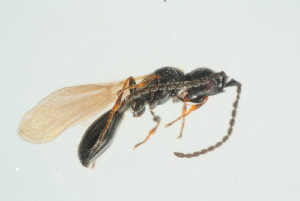  ( - BC-ZSM-HYM-25298-B12)  @11 [ ] CreativeCommons - Attribution Non-Commercial Share-Alike (2016) SNSB, Staatliche Naturwissenschaftliche Sammlungen Bayerns ZSM (SNSB, Zoologische Staatssammlung Muenchen)