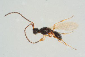  ( - BC-ZSM-HYM-25298-C10)  @11 [ ] CreativeCommons - Attribution Non-Commercial Share-Alike (2016) SNSB, Staatliche Naturwissenschaftliche Sammlungen Bayerns ZSM (SNSB, Zoologische Staatssammlung Muenchen)