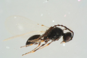  ( - BC-ZSM-HYM-25298-E09)  @14 [ ] CreativeCommons - Attribution Non-Commercial Share-Alike (2016) SNSB, Staatliche Naturwissenschaftliche Sammlungen Bayerns ZSM (SNSB, Zoologische Staatssammlung Muenchen)