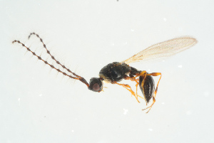  ( - BC-ZSM-HYM-25298-F04)  @13 [ ] CreativeCommons - Attribution Non-Commercial Share-Alike (2016) SNSB, Staatliche Naturwissenschaftliche Sammlungen Bayerns ZSM (SNSB, Zoologische Staatssammlung Muenchen)