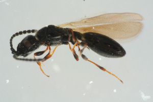  ( - BC-ZSM-HYM-25298-G07)  @11 [ ] CreativeCommons - Attribution Non-Commercial Share-Alike (2016) SNSB, Staatliche Naturwissenschaftliche Sammlungen Bayerns ZSM (SNSB, Zoologische Staatssammlung Muenchen)