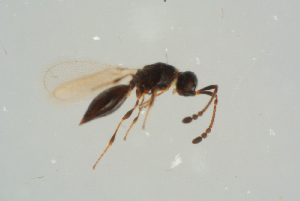 ( - BC-ZSM-HYM-25934-C08)  @12 [ ] CreativeCommons - Attribution Non-Commercial Share-Alike (2016) SNSB, Staatliche Naturwissenschaftliche Sammlungen Bayerns ZSM (SNSB, Zoologische Staatssammlung Muenchen)
