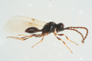  ( - BC-ZSM-HYM-25934-C11)  @11 [ ] CreativeCommons - Attribution Non-Commercial Share-Alike (2016) SNSB, Staatliche Naturwissenschaftliche Sammlungen Bayerns ZSM (SNSB, Zoologische Staatssammlung Muenchen)