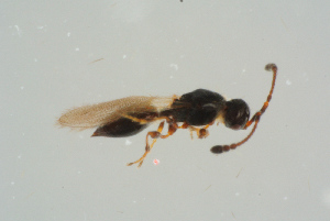  ( - BC-ZSM-HYM-25934-E09)  @13 [ ] CreativeCommons - Attribution Non-Commercial Share-Alike (2016) SNSB, Staatliche Naturwissenschaftliche Sammlungen Bayerns ZSM (SNSB, Zoologische Staatssammlung Muenchen)