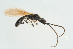 (Psilus cornutus - BC-ZSM-HYM-25934-F01)  @11 [ ] CreativeCommons - Attribution Non-Commercial Share-Alike (2016) SNSB, Staatliche Naturwissenschaftliche Sammlungen Bayerns ZSM (SNSB, Zoologische Staatssammlung Muenchen)