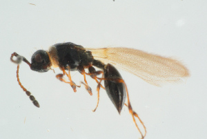  ( - BC-ZSM-HYM-25934-F12)  @13 [ ] CreativeCommons - Attribution Non-Commercial Share-Alike (2016) SNSB, Staatliche Naturwissenschaftliche Sammlungen Bayerns ZSM (SNSB, Zoologische Staatssammlung Muenchen)