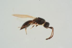  ( - BC-ZSM-HYM-25934-G01)  @12 [ ] CreativeCommons - Attribution Non-Commercial Share-Alike (2016) SNSB, Staatliche Naturwissenschaftliche Sammlungen Bayerns ZSM (SNSB, Zoologische Staatssammlung Muenchen)
