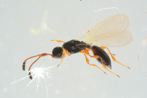  ( - BC-ZSM-HYM-25935-C02)  @11 [ ] CreativeCommons - Attribution Non-Commercial Share-Alike (2016) SNSB, Staatliche Naturwissenschaftliche Sammlungen Bayerns ZSM (SNSB, Zoologische Staatssammlung Muenchen)