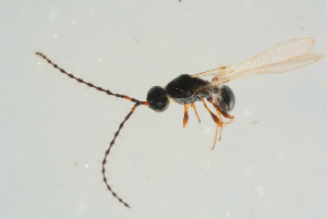  ( - BC-ZSM-HYM-25935-D07)  @12 [ ] CreativeCommons - Attribution Non-Commercial Share-Alike (2016) SNSB, Staatliche Naturwissenschaftliche Sammlungen Bayerns ZSM (SNSB, Zoologische Staatssammlung Muenchen)