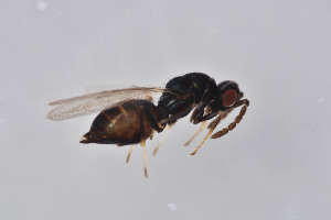  ( - BC-ZSM-HYM-26563-A10)  @12 [ ] CreativeCommons - Attribution Non-Commercial Share-Alike (2017) SNSB, Staatliche Naturwissenschaftliche Sammlungen Bayerns ZSM (SNSB, Zoologische Staatssammlung Muenchen)