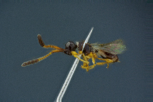  (Basalys collaris - BC-ZSM-HYM-26827-B11)  @11 [ ] CreativeCommons - Attribution Non-Commercial Share-Alike (2016) SNSB, Staatliche Naturwissenschaftliche Sammlungen Bayerns ZSM (SNSB, Zoologische Staatssammlung Muenchen)