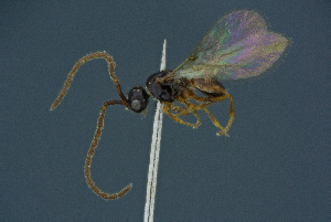  ( - BC-ZSM-HYM-26827-C02)  @11 [ ] CreativeCommons - Attribution Non-Commercial Share-Alike (2016) SNSB, Staatliche Naturwissenschaftliche Sammlungen Bayerns ZSM (SNSB, Zoologische Staatssammlung Muenchen)