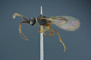  (Basalys singularis - BC-ZSM-HYM-26827-C07)  @11 [ ] CreativeCommons - Attribution Non-Commercial Share-Alike (2016) SNSB, Staatliche Naturwissenschaftliche Sammlungen Bayerns ZSM (SNSB, Zoologische Staatssammlung Muenchen)