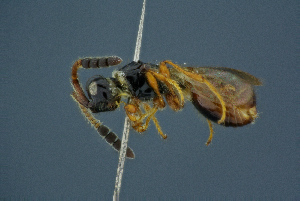  (Basalys tuberculatus - BC-ZSM-HYM-26827-C09)  @11 [ ] CreativeCommons - Attribution Non-Commercial Share-Alike (2016) SNSB, Staatliche Naturwissenschaftliche Sammlungen Bayerns ZSM (SNSB, Zoologische Staatssammlung Muenchen)