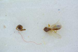  ( - BC-ZSM-HYM-26827-E09)  @11 [ ] CreativeCommons - Attribution Non-Commercial Share-Alike (2016) SNSB, Staatliche Naturwissenschaftliche Sammlungen Bayerns ZSM (SNSB, Zoologische Staatssammlung Muenchen)
