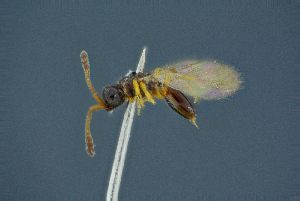  ( - BC-ZSM-HYM-26827-G02)  @11 [ ] CreativeCommons - Attribution Non-Commercial Share-Alike (2016) SNSB, Staatliche Naturwissenschaftliche Sammlungen Bayerns ZSM (SNSB, Zoologische Staatssammlung Muenchen)