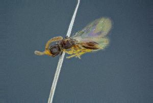  ( - BC-ZSM-HYM-26827-G03)  @11 [ ] CreativeCommons - Attribution Non-Commercial Share-Alike (2016) SNSB, Staatliche Naturwissenschaftliche Sammlungen Bayerns ZSM (SNSB, Zoologische Staatssammlung Muenchen)