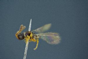  ( - BC-ZSM-HYM-26827-G04)  @11 [ ] CreativeCommons - Attribution Non-Commercial Share-Alike (2016) SNSB, Staatliche Naturwissenschaftliche Sammlungen Bayerns ZSM (SNSB, Zoologische Staatssammlung Muenchen)