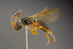  ( - BC-ZSM-HYM-26828-A10)  @11 [ ] CreativeCommons - Attribution Non-Commercial Share-Alike (2016) SNSB, Staatliche Naturwissenschaftliche Sammlungen Bayerns ZSM (SNSB, Zoologische Staatssammlung Muenchen)
