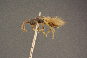  ( - BC-ZSM-HYM-26828-B02)  @13 [ ] CreativeCommons - Attribution Non-Commercial Share-Alike (2016) SNSB, Staatliche Naturwissenschaftliche Sammlungen Bayerns ZSM (SNSB, Zoologische Staatssammlung Muenchen)