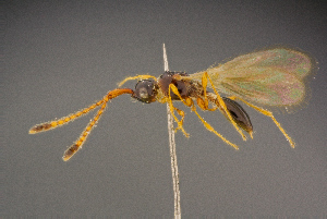  ( - BC-ZSM-HYM-26828-B04)  @11 [ ] CreativeCommons - Attribution Non-Commercial Share-Alike (2016) SNSB, Staatliche Naturwissenschaftliche Sammlungen Bayerns ZSM (SNSB, Zoologische Staatssammlung Muenchen)