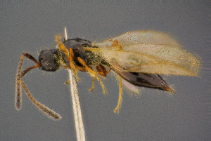  ( - BC-ZSM-HYM-26828-C06)  @11 [ ] CreativeCommons - Attribution Non-Commercial Share-Alike (2016) SNSB, Staatliche Naturwissenschaftliche Sammlungen Bayerns ZSM (SNSB, Zoologische Staatssammlung Muenchen)