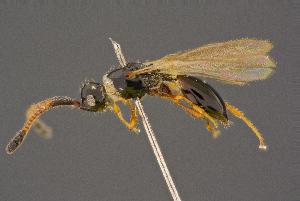  ( - BC-ZSM-HYM-26828-C08)  @11 [ ] CreativeCommons - Attribution Non-Commercial Share-Alike (2016) SNSB, Staatliche Naturwissenschaftliche Sammlungen Bayerns ZSM (SNSB, Zoologische Staatssammlung Muenchen)