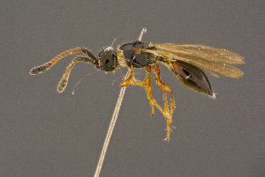  ( - BC-ZSM-HYM-26828-C09)  @11 [ ] CreativeCommons - Attribution Non-Commercial Share-Alike (2016) SNSB, Staatliche Naturwissenschaftliche Sammlungen Bayerns ZSM (SNSB, Zoologische Staatssammlung Muenchen)