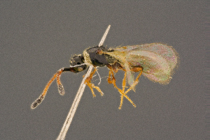  ( - BC-ZSM-HYM-26828-C10)  @11 [ ] CreativeCommons - Attribution Non-Commercial Share-Alike (2016) SNSB, Staatliche Naturwissenschaftliche Sammlungen Bayerns ZSM (SNSB, Zoologische Staatssammlung Muenchen)