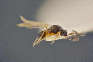  ( - BC-ZSM-HYM-26828-D01)  @11 [ ] CreativeCommons - Attribution Non-Commercial Share-Alike (2016) SNSB, Staatliche Naturwissenschaftliche Sammlungen Bayerns ZSM (SNSB, Zoologische Staatssammlung Muenchen)