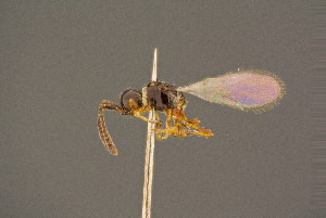  ( - BC-ZSM-HYM-26828-D03)  @11 [ ] CreativeCommons - Attribution Non-Commercial Share-Alike (2016) SNSB, Staatliche Naturwissenschaftliche Sammlungen Bayerns ZSM (SNSB, Zoologische Staatssammlung Muenchen)