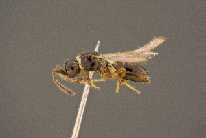  ( - BC-ZSM-HYM-26828-D04)  @11 [ ] CreativeCommons - Attribution Non-Commercial Share-Alike (2016) SNSB, Staatliche Naturwissenschaftliche Sammlungen Bayerns ZSM (SNSB, Zoologische Staatssammlung Muenchen)