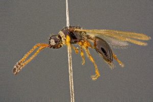 ( - BC-ZSM-HYM-26828-D06)  @11 [ ] CreativeCommons - Attribution Non-Commercial Share-Alike (2016) SNSB, Staatliche Naturwissenschaftliche Sammlungen Bayerns ZSM (SNSB, Zoologische Staatssammlung Muenchen)