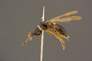  ( - BC-ZSM-HYM-26828-D08)  @11 [ ] CreativeCommons - Attribution Non-Commercial Share-Alike (2016) SNSB, Staatliche Naturwissenschaftliche Sammlungen Bayerns ZSM (SNSB, Zoologische Staatssammlung Muenchen)
