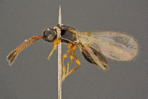  ( - BC-ZSM-HYM-26828-D09)  @11 [ ] CreativeCommons - Attribution Non-Commercial Share-Alike (2016) SNSB, Staatliche Naturwissenschaftliche Sammlungen Bayerns ZSM (SNSB, Zoologische Staatssammlung Muenchen)