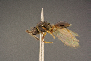  ( - BC-ZSM-HYM-26828-D11)  @13 [ ] CreativeCommons - Attribution Non-Commercial Share-Alike (2016) SNSB, Staatliche Naturwissenschaftliche Sammlungen Bayerns ZSM (SNSB, Zoologische Staatssammlung Muenchen)