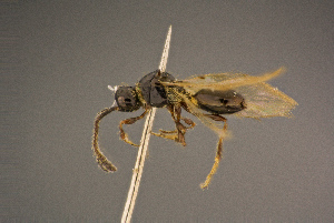  ( - BC-ZSM-HYM-26828-E08)  @11 [ ] CreativeCommons - Attribution Non-Commercial Share-Alike (2016) SNSB, Staatliche Naturwissenschaftliche Sammlungen Bayerns ZSM (SNSB, Zoologische Staatssammlung Muenchen)