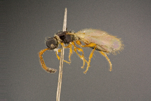  ( - BC-ZSM-HYM-26828-F04)  @13 [ ] CreativeCommons - Attribution Non-Commercial Share-Alike (2016) SNSB, Staatliche Naturwissenschaftliche Sammlungen Bayerns ZSM (SNSB, Zoologische Staatssammlung Muenchen)