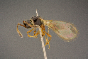  ( - BC-ZSM-HYM-26828-F07)  @11 [ ] CreativeCommons - Attribution Non-Commercial Share-Alike (2016) SNSB, Staatliche Naturwissenschaftliche Sammlungen Bayerns ZSM (SNSB, Zoologische Staatssammlung Muenchen)